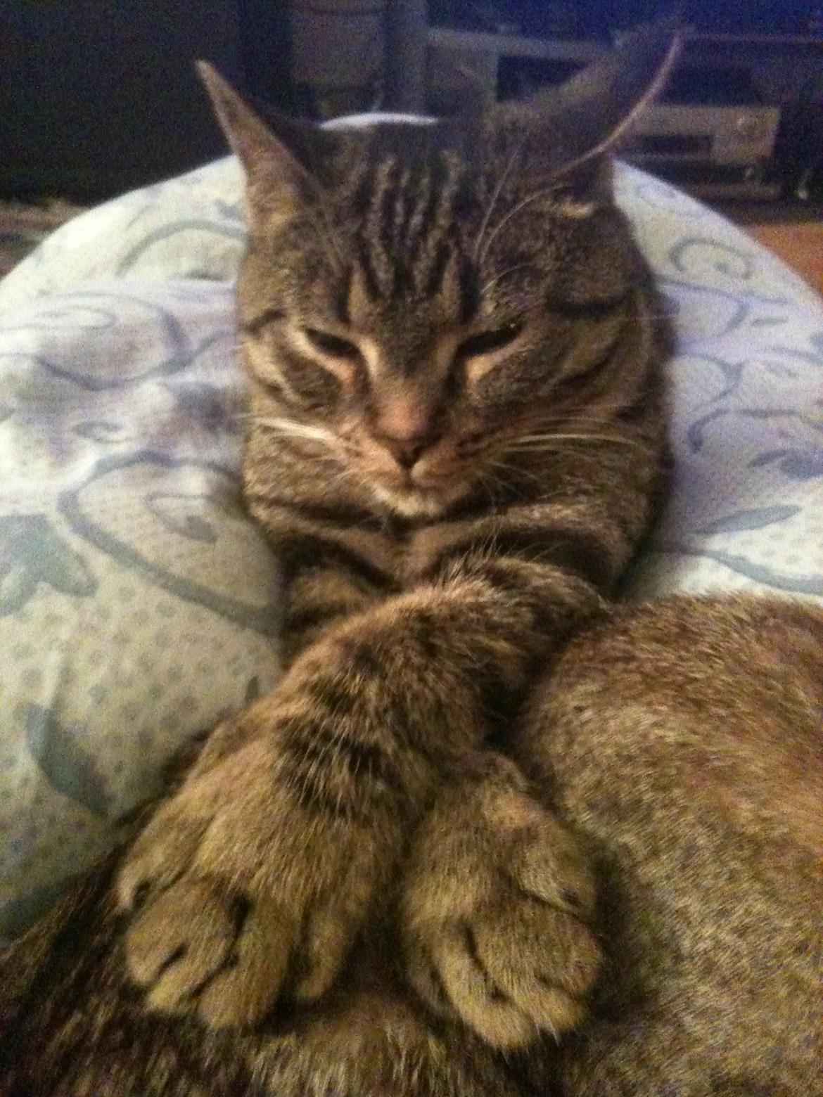 Huskat Covo billede 3