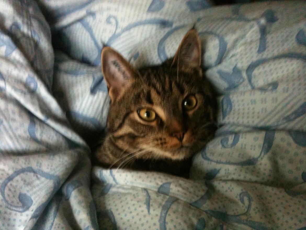 Huskat Covo billede 4