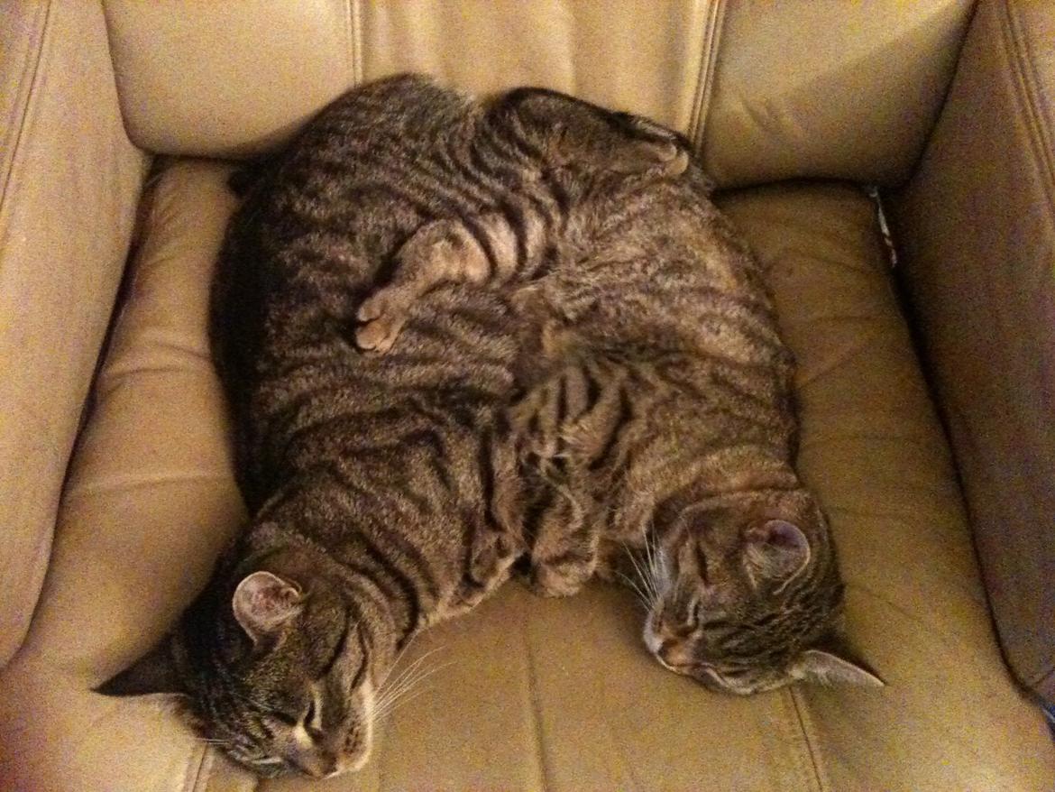 Huskat Covo billede 5