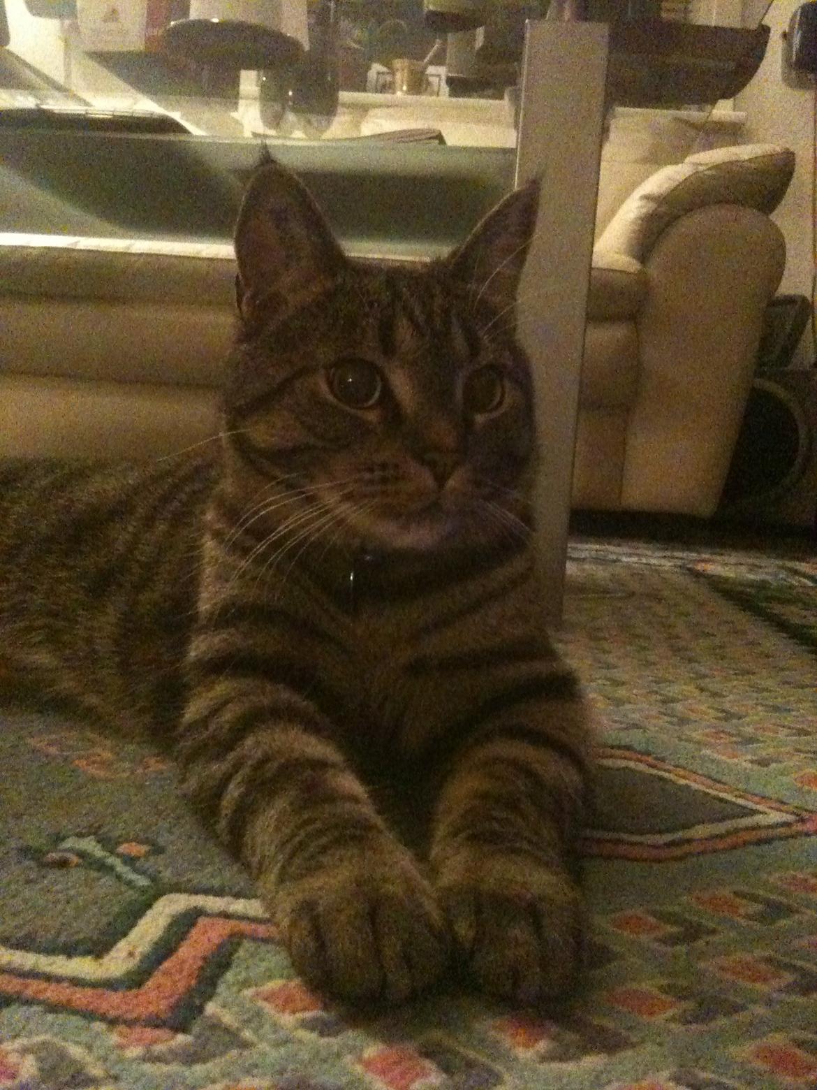 Huskat Covo billede 1