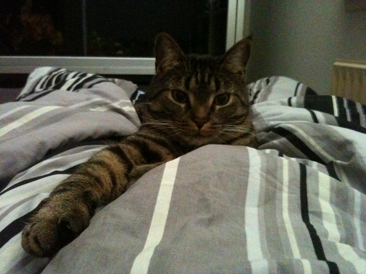 Huskat Covo billede 6