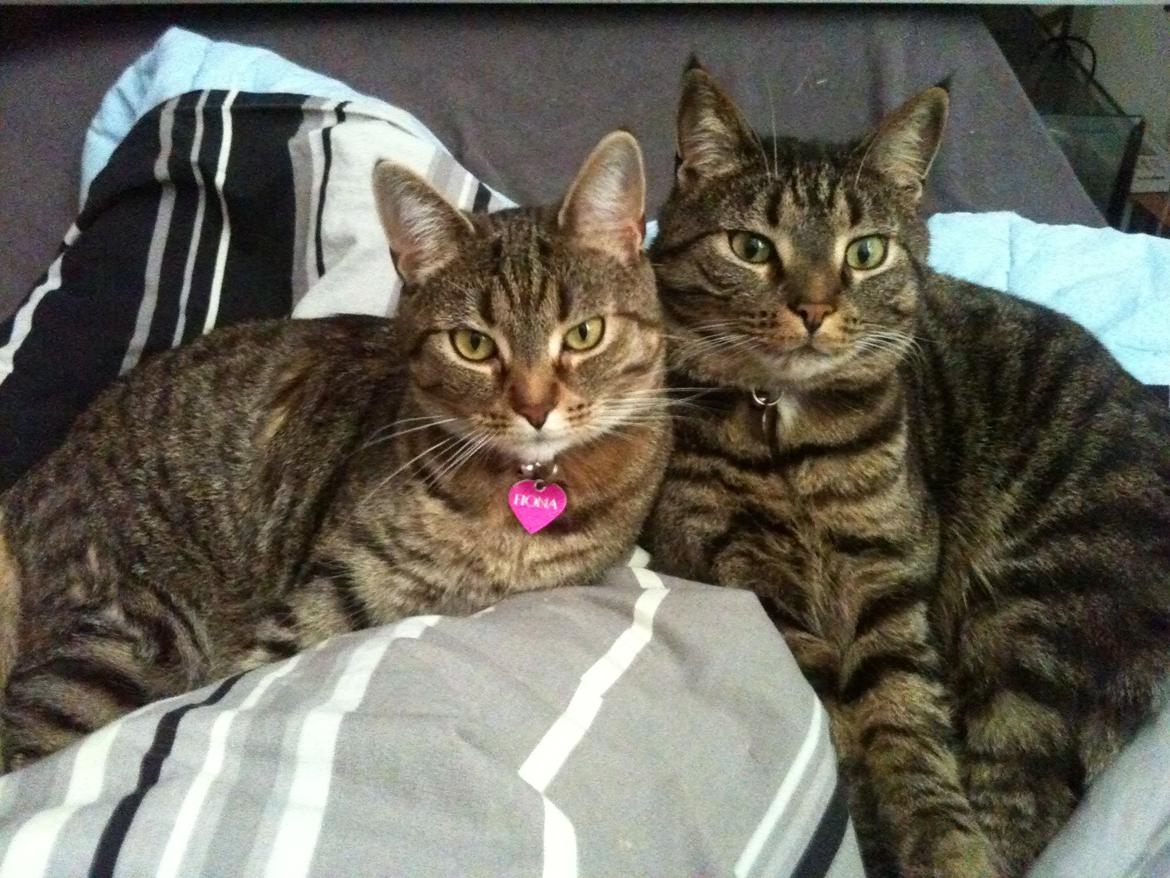 Huskat Covo billede 7