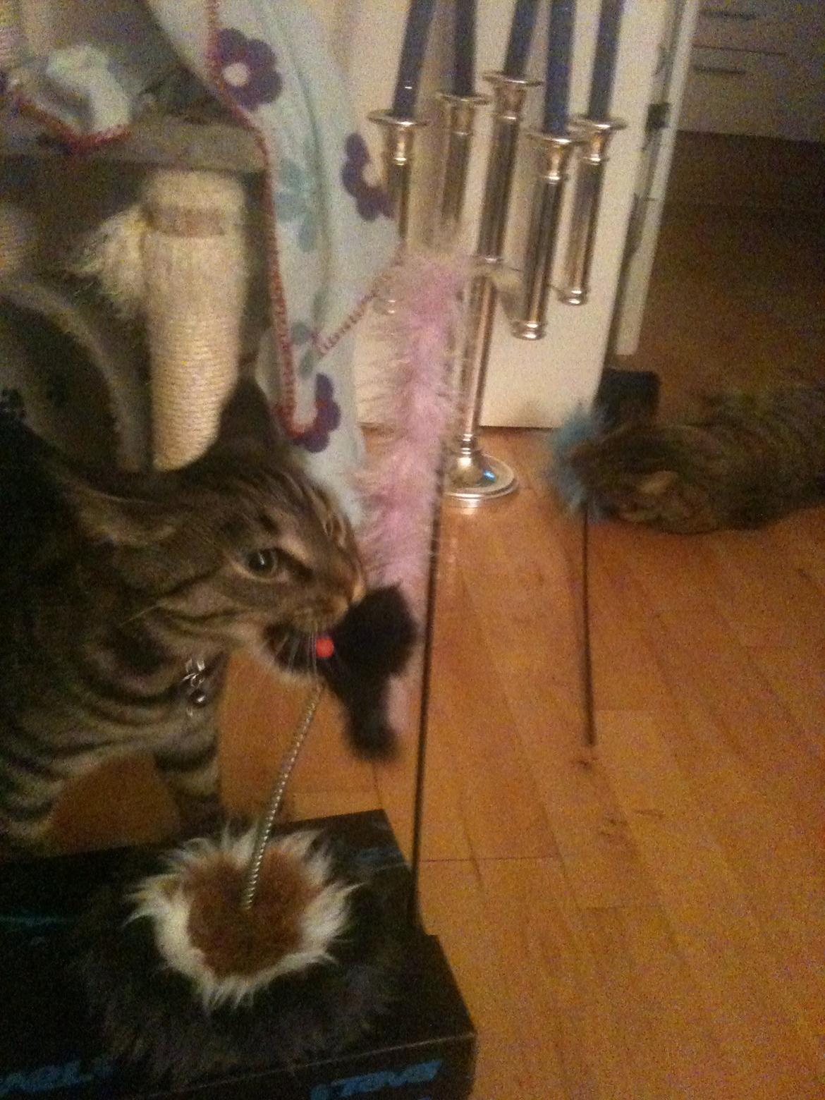 Huskat Covo billede 8