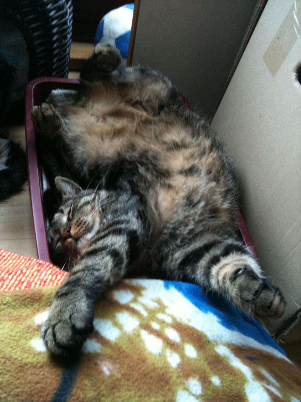 Huskat Covo billede 9