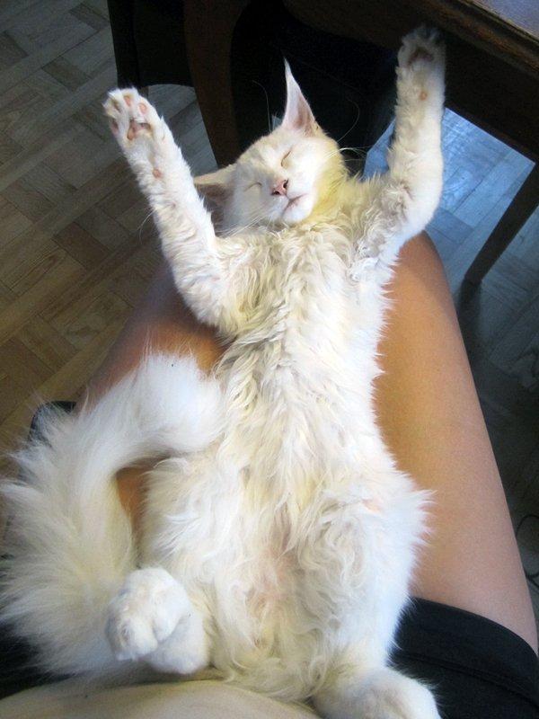 Maine Coon Charles - Åh, jeg er så træt, mor.. billede 13