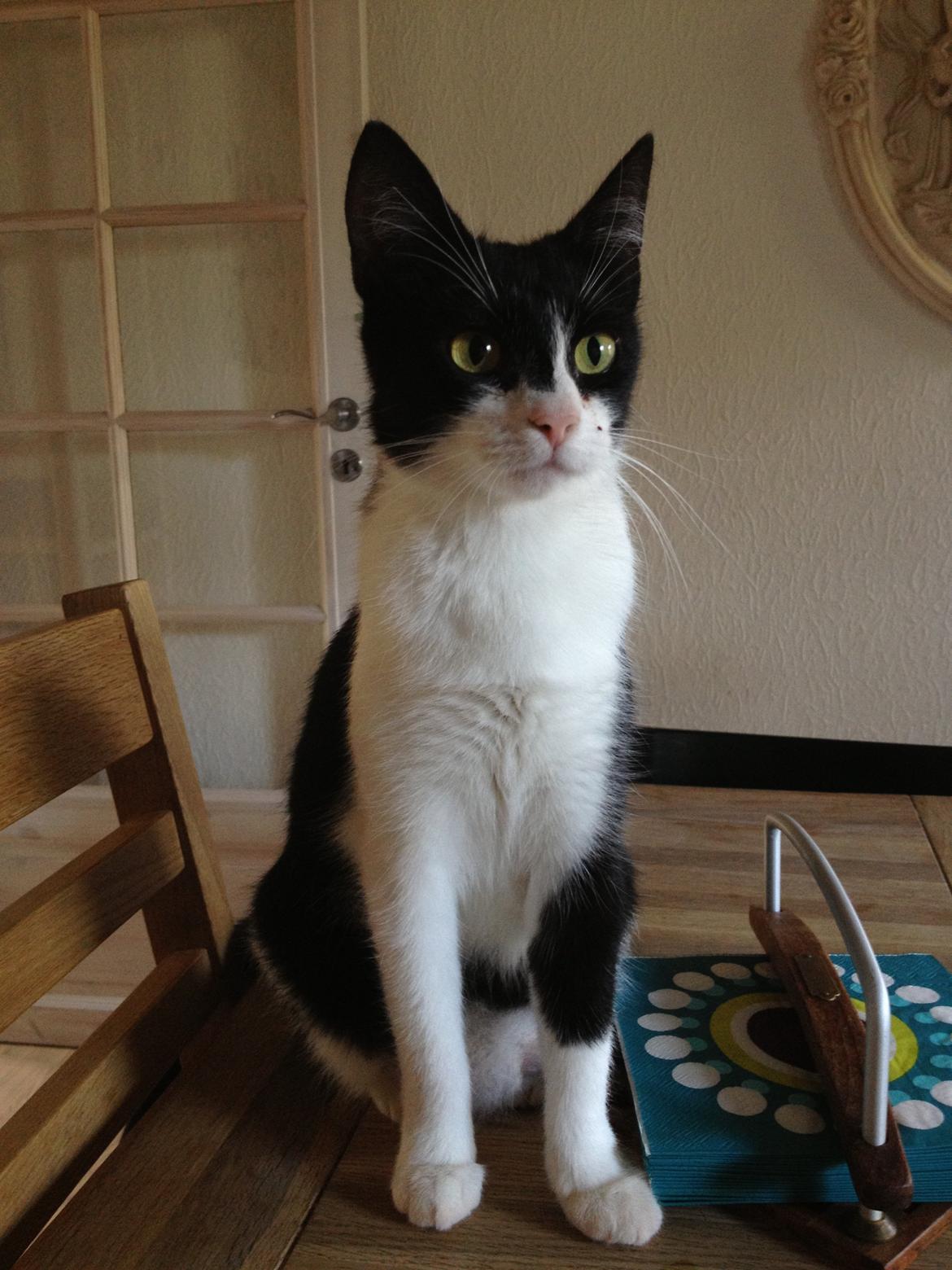 Huskat ~ Fiona † ** Sov sødt min elskede skat <3** - 25.04.2013. Smukke Fiona :-)  billede 5