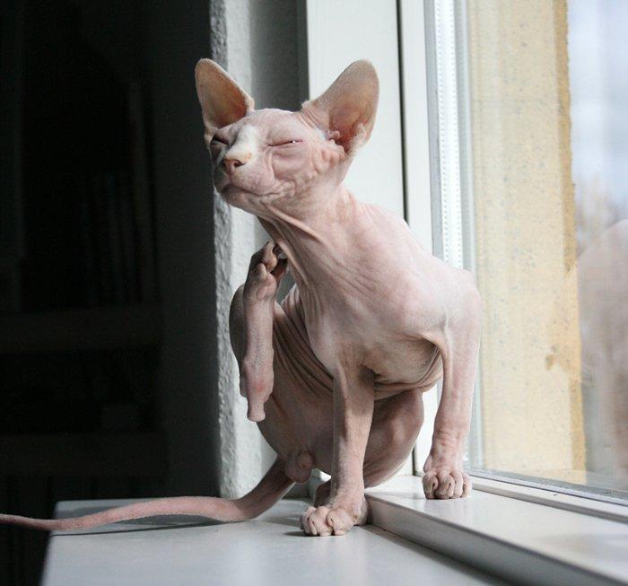 Sphynx Magnus Anat Her*PL - "Gustav" - Ahh ja, lige der *klø klø*
(22/4-13) billede 28