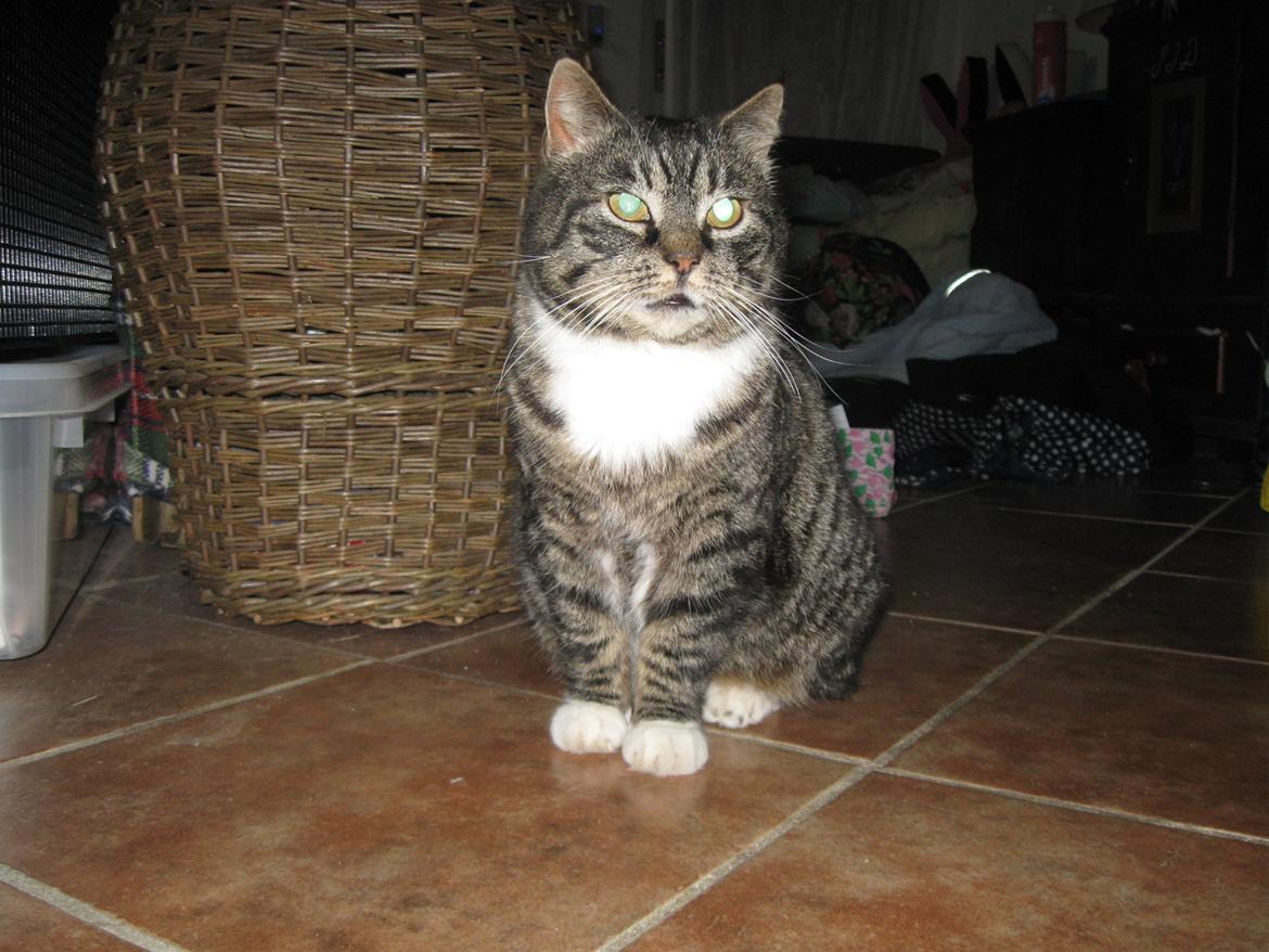 Huskat perle billede 3