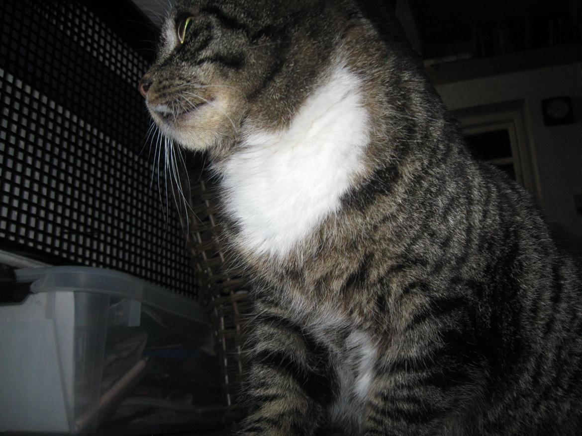 Huskat perle billede 4