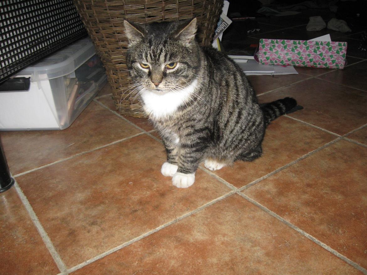 Huskat perle billede 5