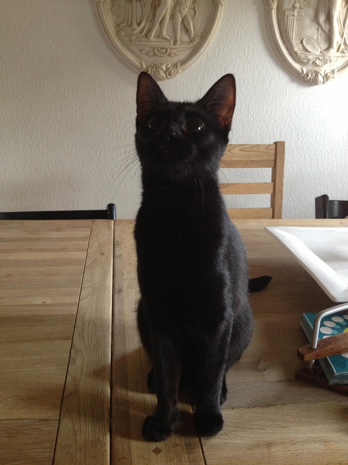 Huskat ~ Perle - 25.04.2013. billede 8