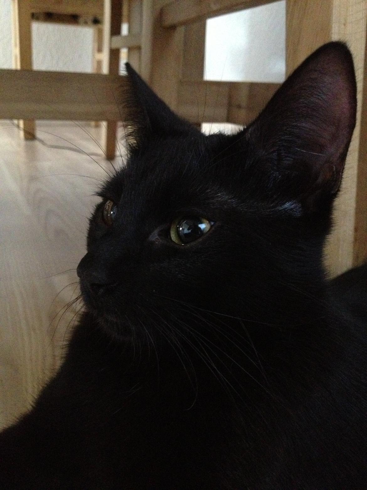 Huskat ~ Perle - 25.04.2013. billede 7