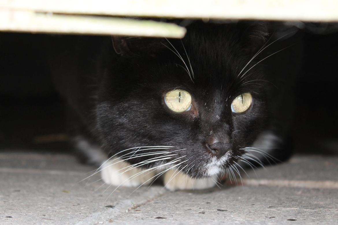 Huskat Pjevs billede 9