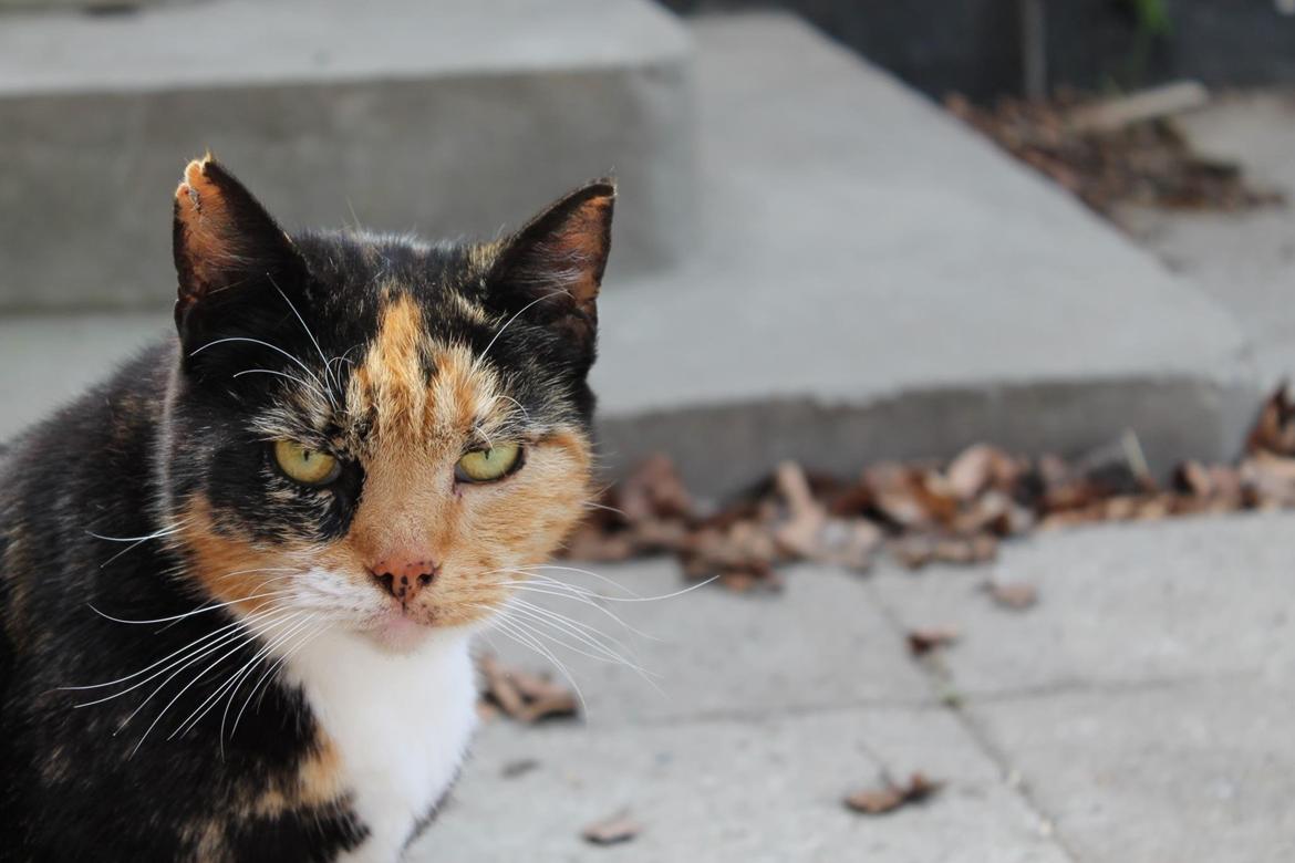 Huskat Marie billede 4