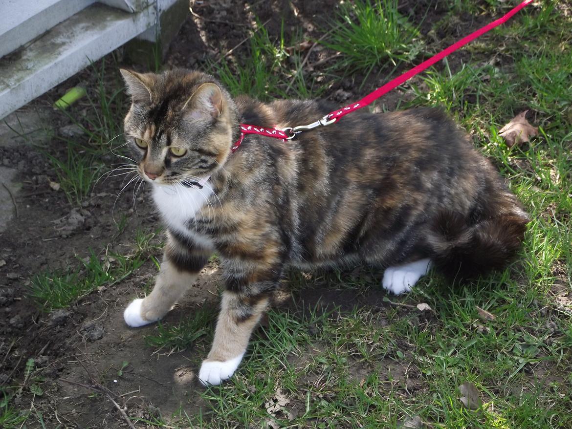 Huskat Fie aflivet :( billede 12