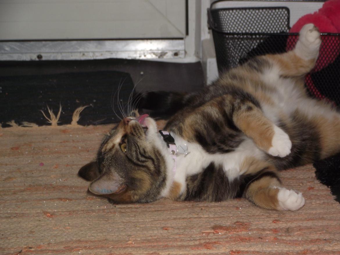 Huskat Fie aflivet :( billede 10