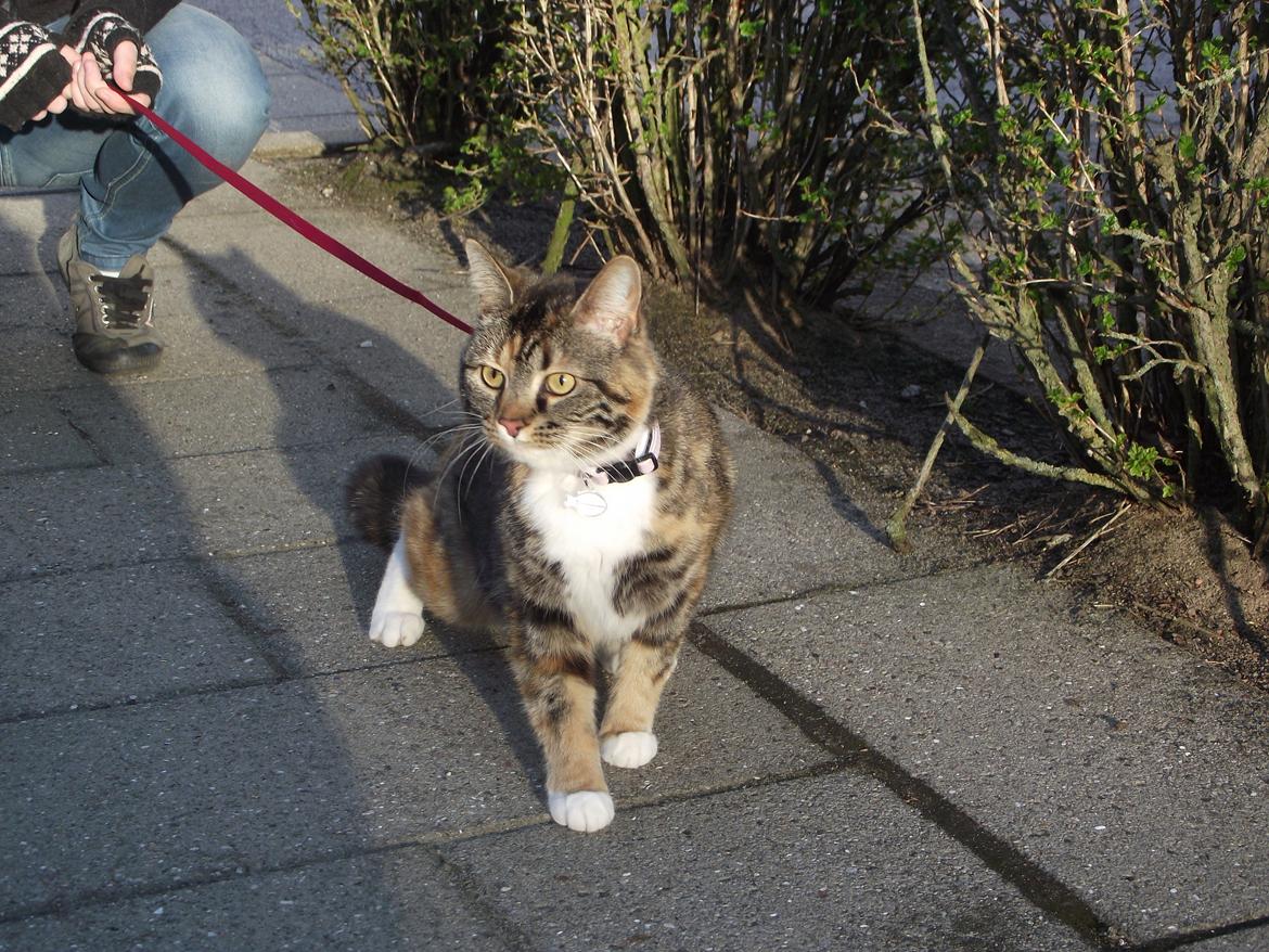 Huskat Fie aflivet :( billede 13