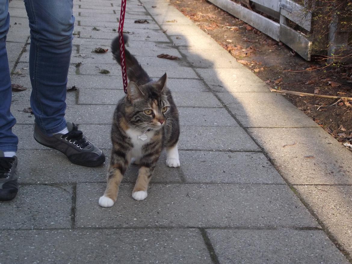 Huskat Fie aflivet :( billede 6