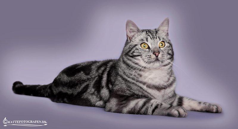 Europé Eife's Ebenezar McCoy billede 2