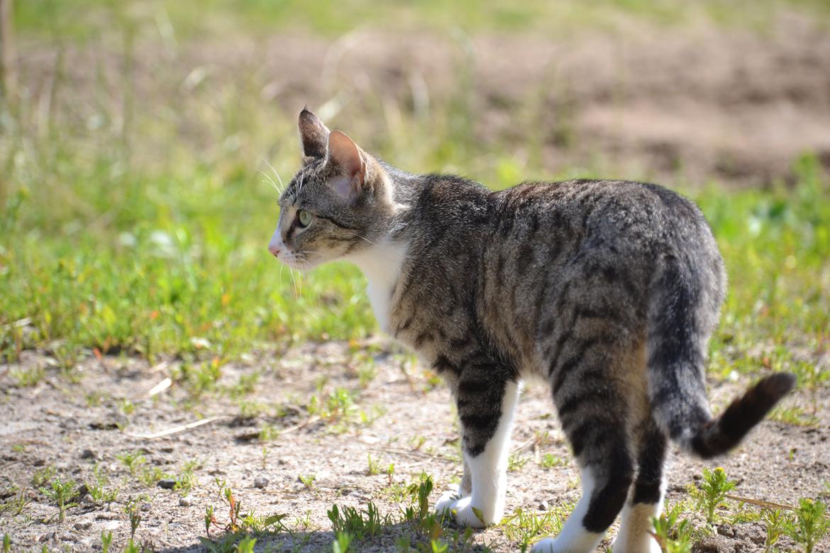 Huskat Kvist - Kvist sommer 2012 billede 1