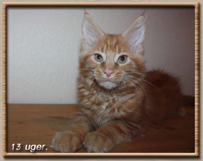 Maine Coon Leopold Firefox - Leo bliver større og større, nu vare det ikke frygteligt længe før han flytter hjem til os!  billede 13