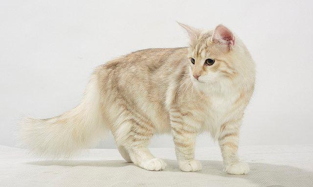 Norsk Skovkat Chrisycats Ipanema billede 7