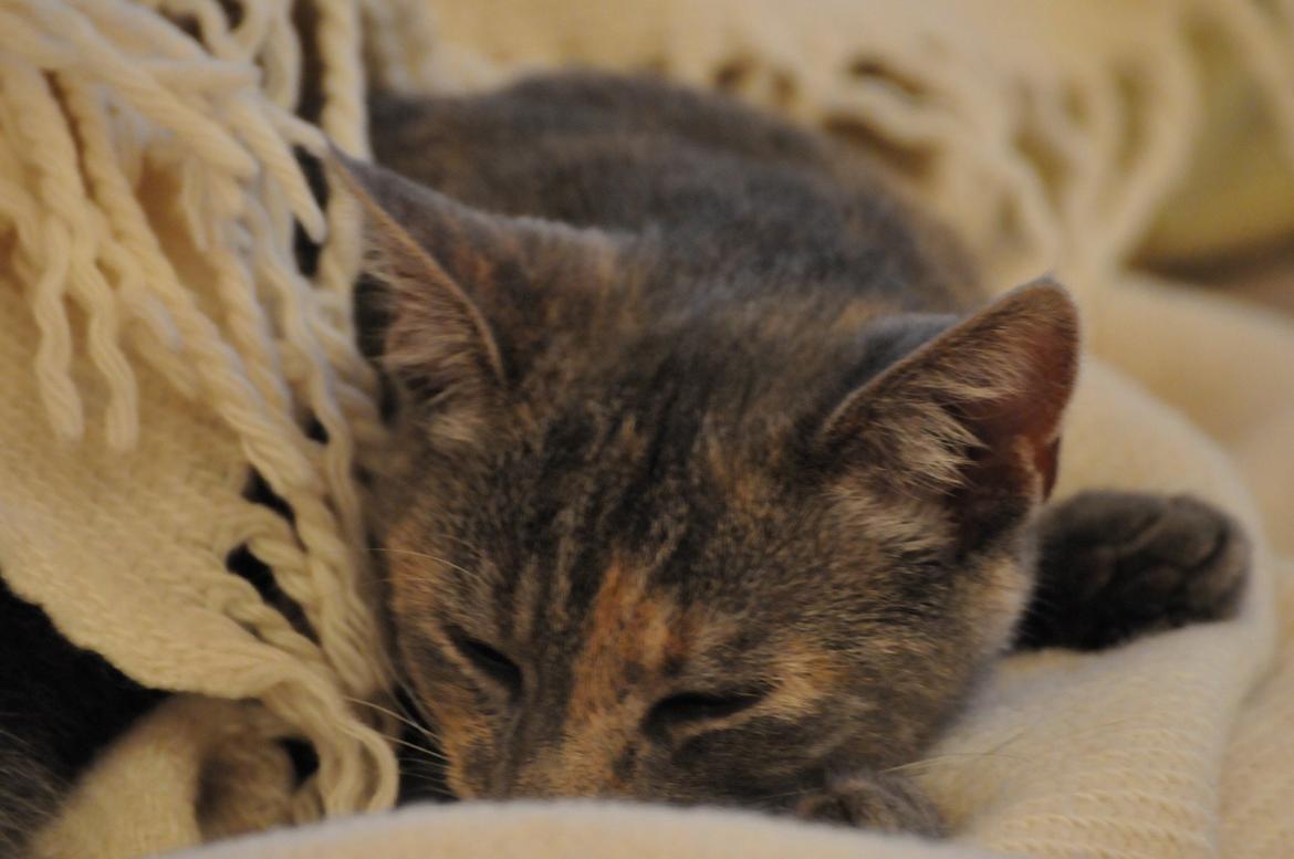 Blanding af racer Mitzi - Puttetid i sofaen. <3 billede 9