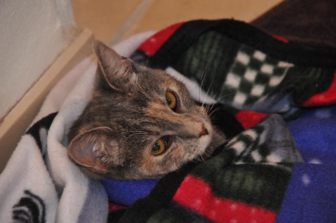 Blanding af racer Mitzi - Min puttegøj, i hendes første jul 2012, dagen efter hun blev fundet! (Læs hendes historie) billede 19