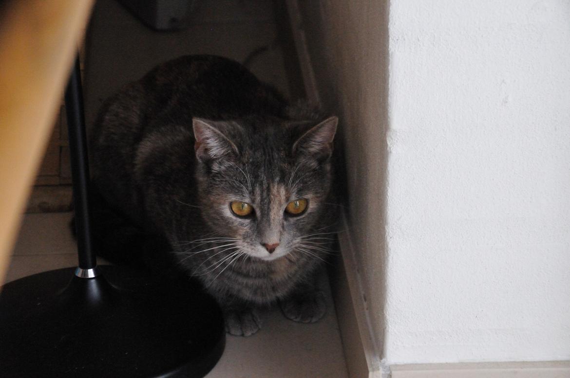 Blanding af racer Mitzi - Min. <3 billede 12