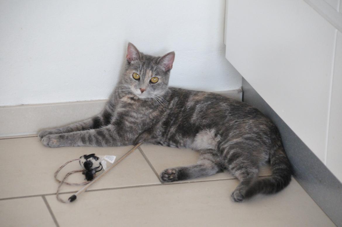 Blanding af racer Mitzi - Min 'slap-af-kat' <3 billede 3