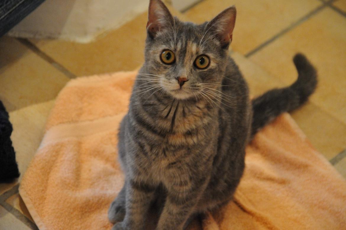 Blanding af racer Mitzi billede 23