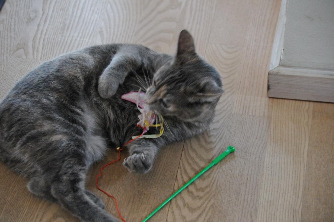 Blanding af racer Mitzi billede 27