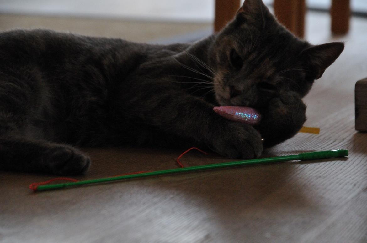 Blanding af racer Mitzi - Min legesyge kat. <3 billede 17