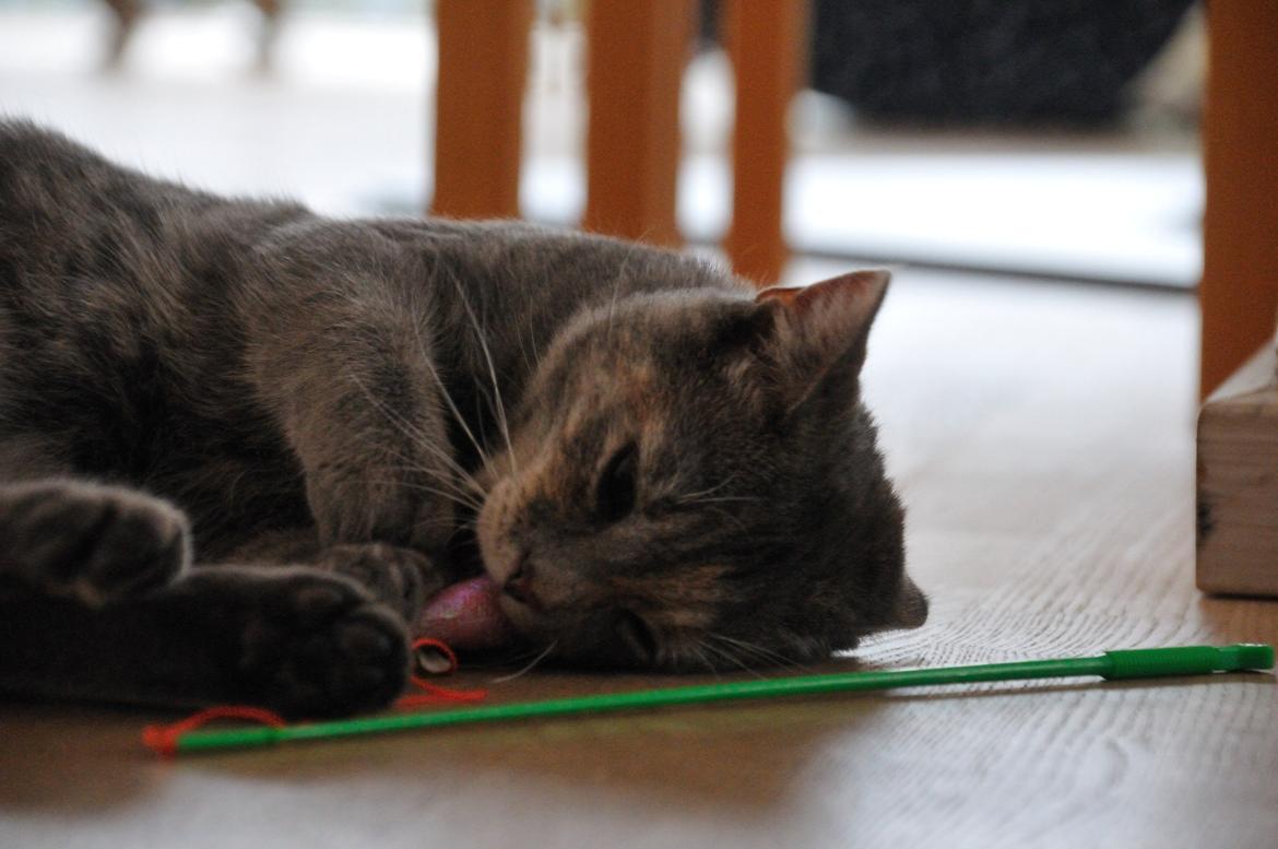 Blanding af racer Mitzi billede 7