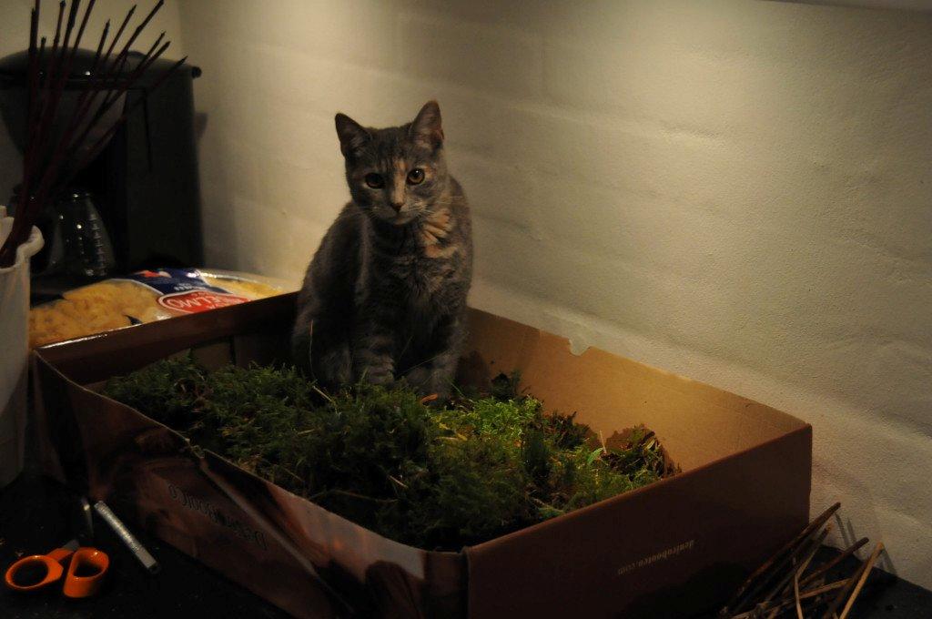 Blanding af racer Mitzi - Nysgerrige kat. <3 billede 32