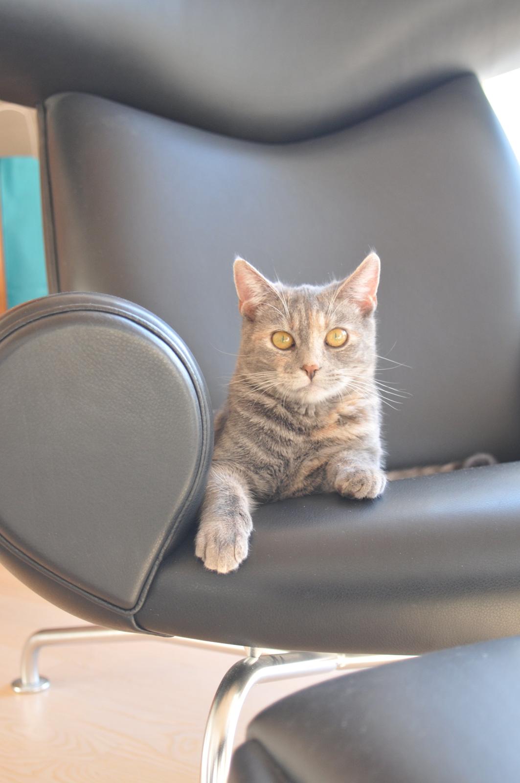 Blanding af racer Mitzi - <3 billede 6