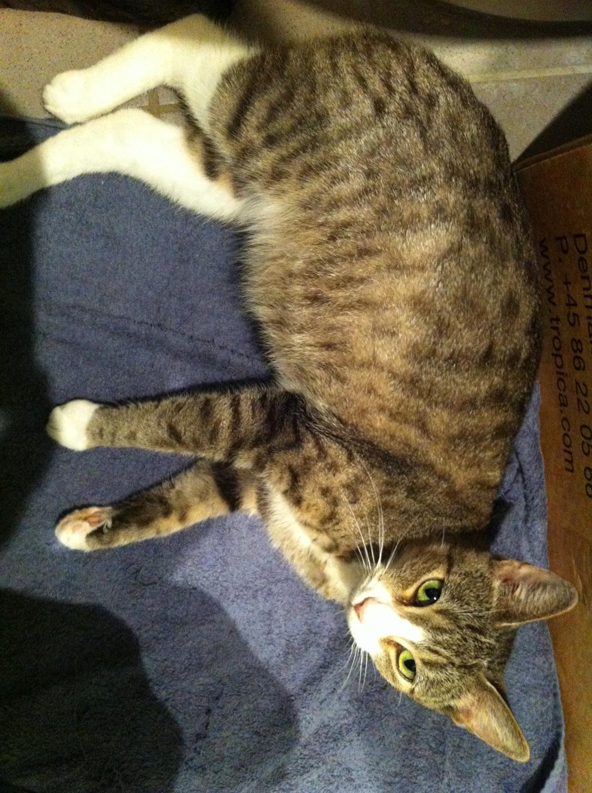 Blanding af racer Tigaro(solgt) hedder Simba nu. - da Tika ventede Tigaro billede 12