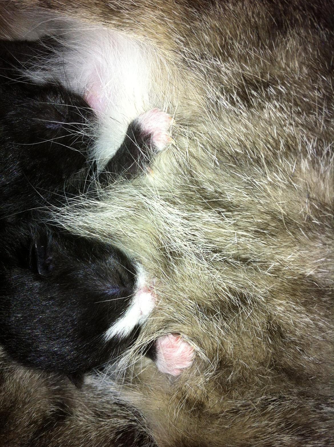 Blanding af racer Tigaro(solgt) hedder Simba nu. - ikke særlig gammel billede 13