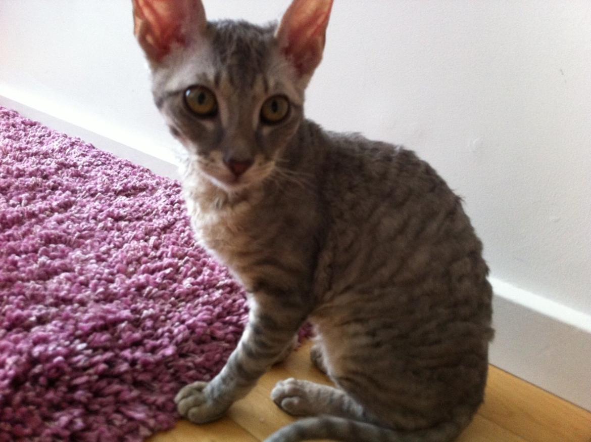 Cornish Rex Milka billede 1