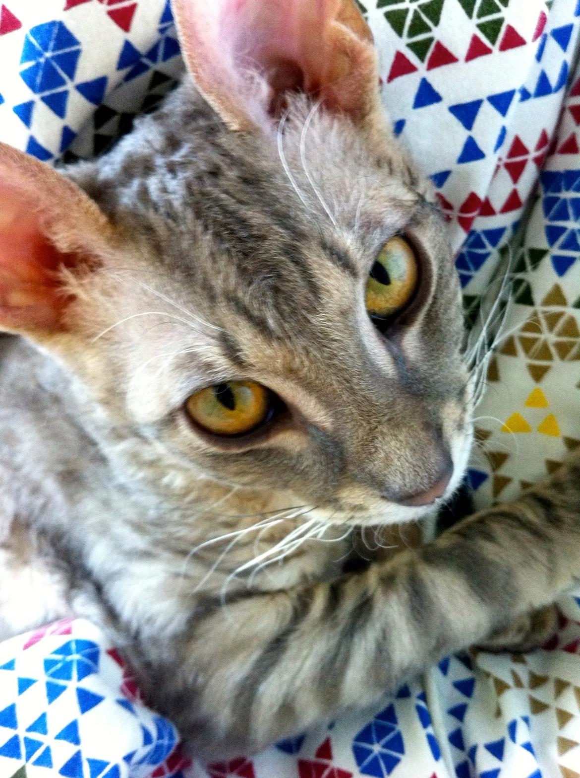 Cornish Rex Milka billede 2