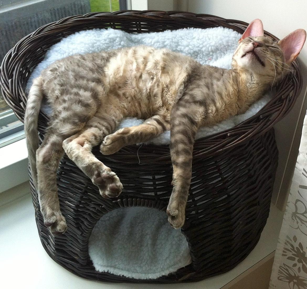 Cornish Rex Milka billede 3