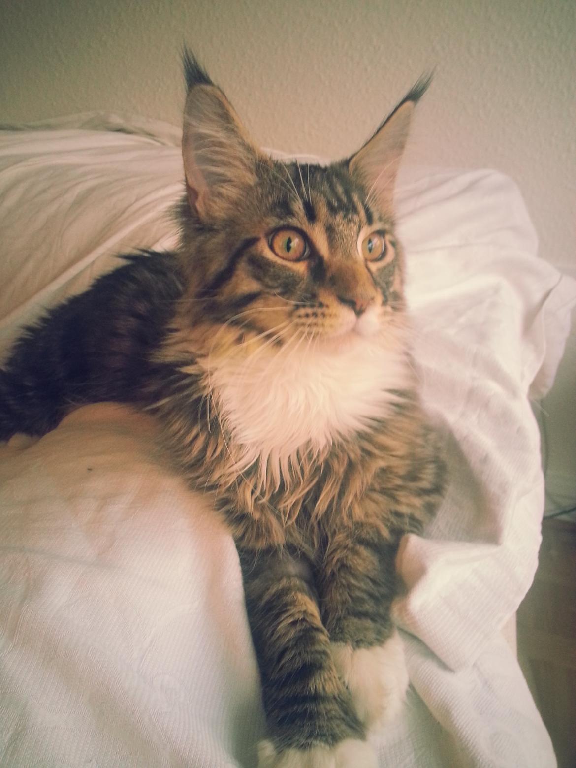 Maine Coon Rumle (CamiCoons Porthos) billede 1