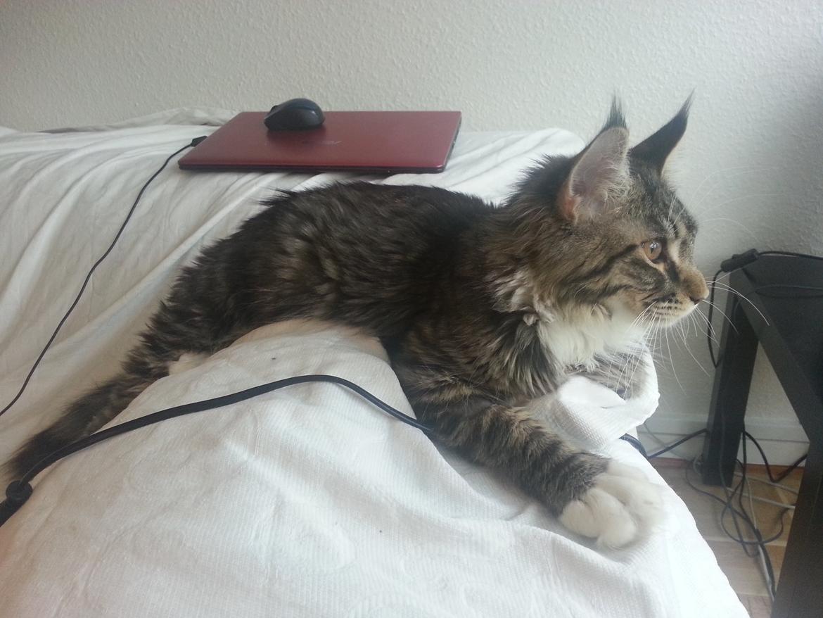 Maine Coon Rumle (CamiCoons Porthos) billede 2