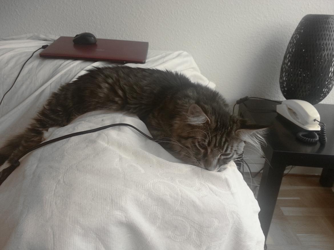 Maine Coon Rumle (CamiCoons Porthos) billede 3