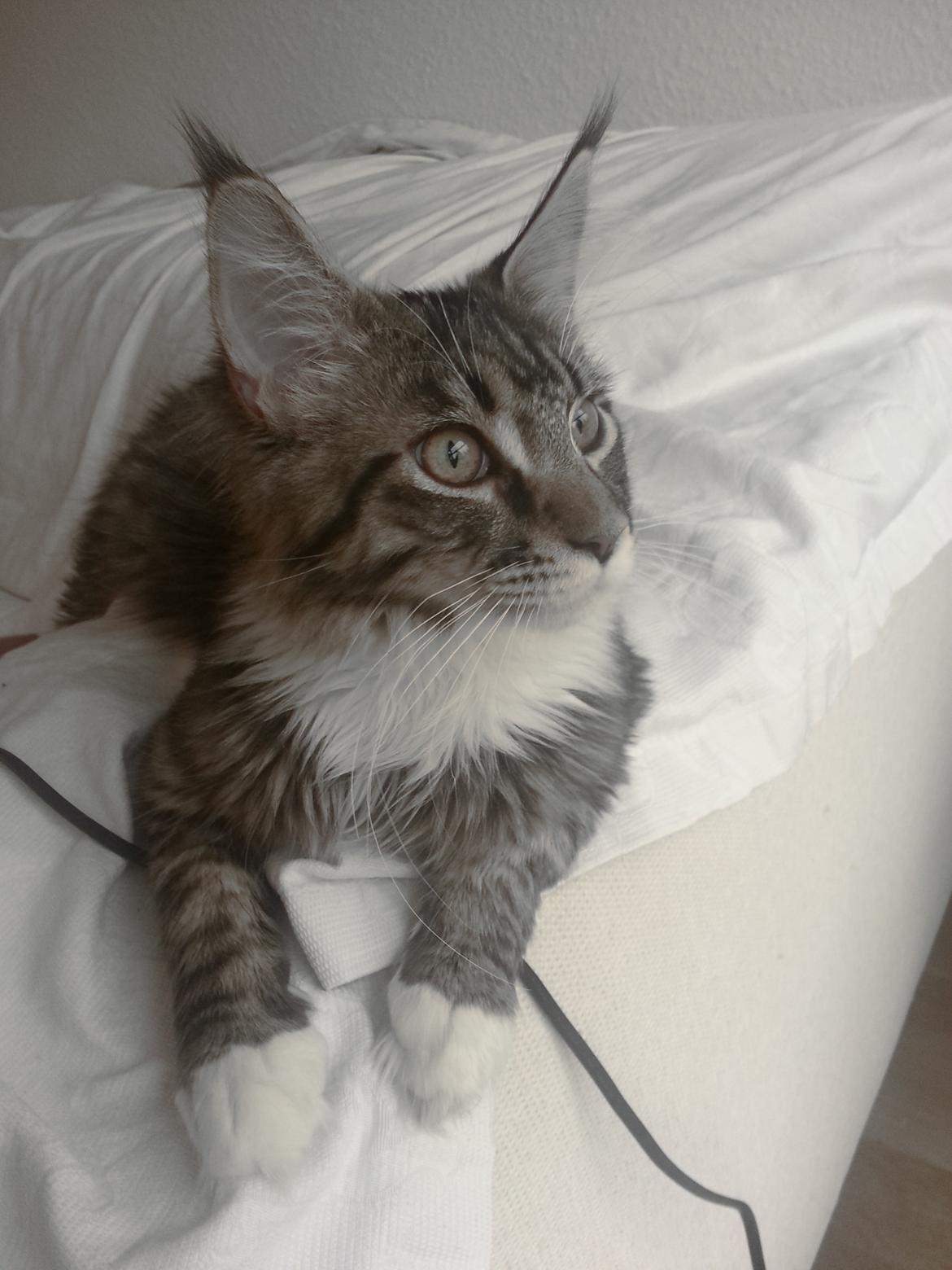 Maine Coon Rumle (CamiCoons Porthos) billede 4