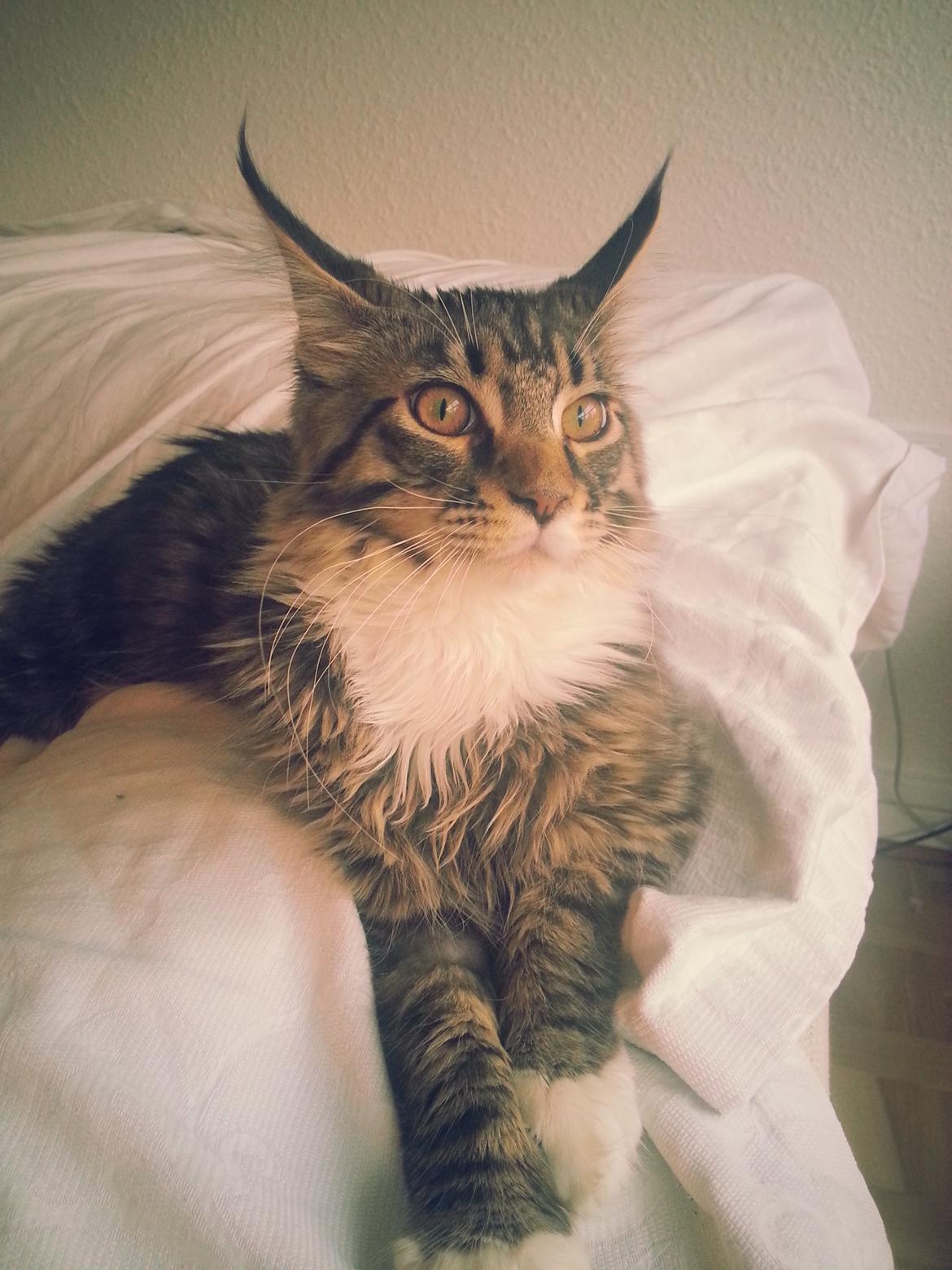 Maine Coon Rumle (CamiCoons Porthos) billede 5