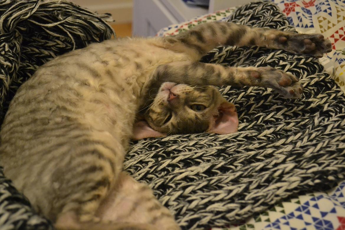 Cornish Rex Milka billede 4