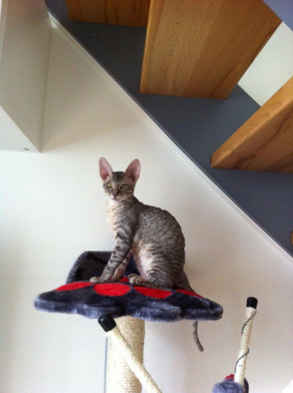 Cornish Rex Milka billede 5