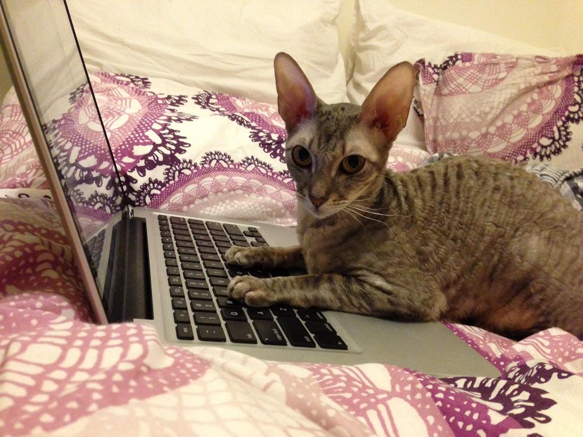 Cornish Rex Milka billede 6