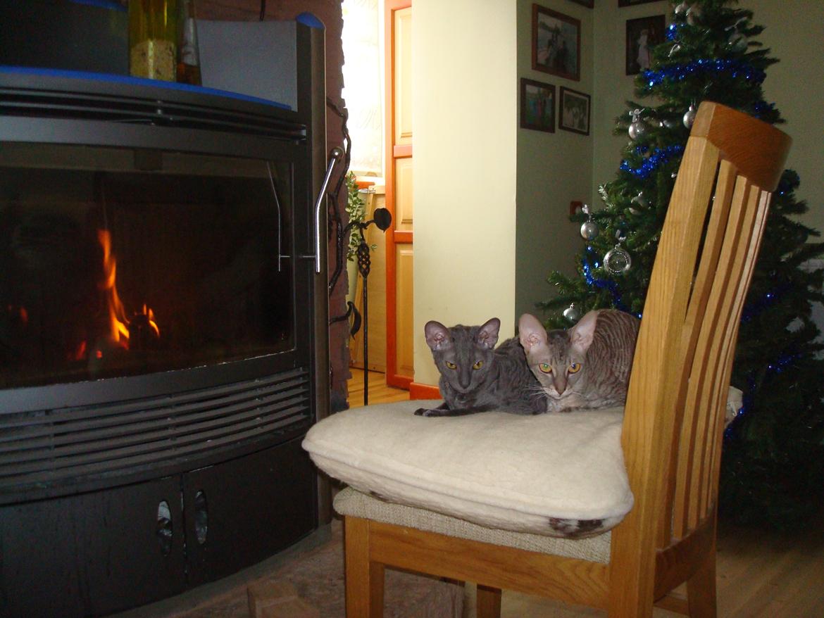 Cornish Rex Milka - Men min ven Aika billede 7